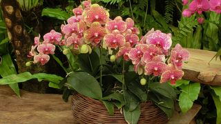 珍しい花・植物