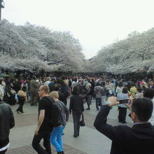 休日の花見客の数は半端じゃないです…。
