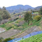 里山の集落沿いに点在する水仙が美しい