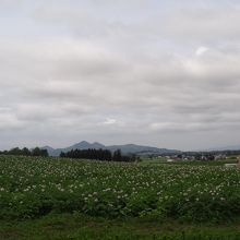 ジャガイモ畑の向こうにニセコ連山の姿