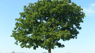 丘巡りの定番スポットの一つ