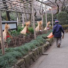 職員の皆さんが丹精込めて手入れしています