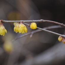 蝋梅も芳香を放っていました