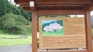 公園の奥に臥龍桜