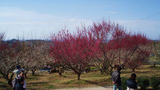 紀州の梅まつり