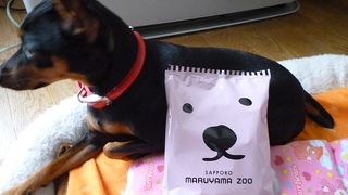 ホッキョクグマ