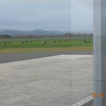 滑走路のすぐ近くに牛が!　のどかっ!