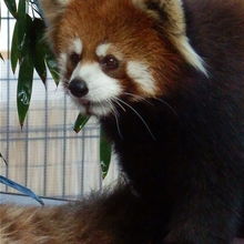 目の前で笹を食べていますよ