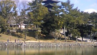 亀はどこいった