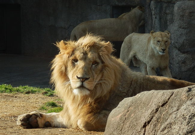 天王寺動物園 クチコミ アクセス 営業時間 ミナミ 難波 天王寺 フォートラベル 天王寺動物園 クチコミ アクセス 営業時間 ミナミ 難波 天王寺 フォートラベル