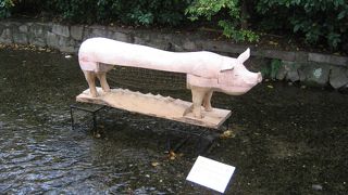 高瀬川の真ん中にブタが？？！！