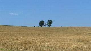 まさに親子の木