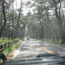 車で虹の松原通過中！