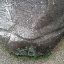 亀のしっぽ・・・