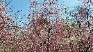 城南宮神苑「花の庭」の枝垂れ梅は筆舌しがたい美しさ！