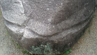 本当に亀の形なんですね！