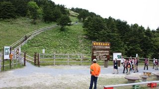 狭い一角に保護されてるレブンアツモリソウ