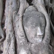 菩提樹に取り込まれた仏像