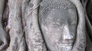 菩提樹に取り込まれた仏像