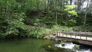 名水百選「羊蹄のふきだし湧水」