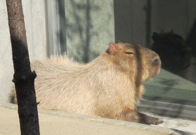 カピバラさん