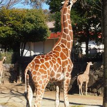 キリンのこども　ホップくん