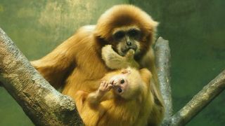 シロテテナガザルの赤ちゃん公開中です