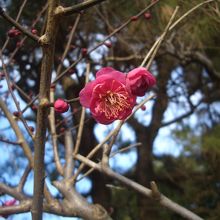 紅梅が一輪