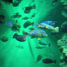 都の水族館 やるね By Meron2222 東京都葛西臨海水族園のクチコミ フォートラベル