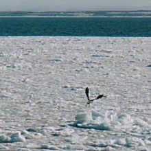 おじろ鷲の飛び立つところ