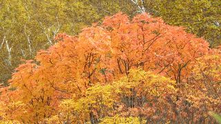 紅葉の時期、リフトの周辺は赤や黄色に染まり、とても綺麗でした
