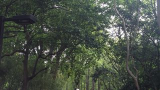 都内に居ながら森林浴