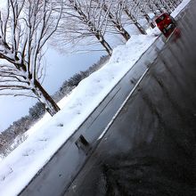 路面に映りこんだ並木