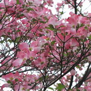 桜とあじさいがきれい