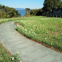 灯台の周りは、水仙が咲いていました。遊歩道で歩けます。