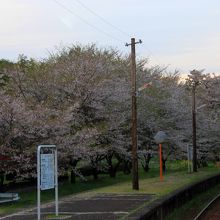 プラットホームにも桜吹雪が見れます。