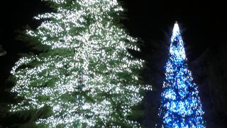 とってもきれいです。ちょっと寒いけど見ごたえあります！