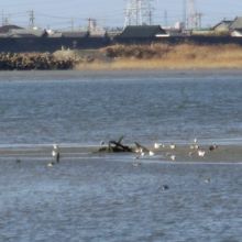 干潟に集まった野鳥