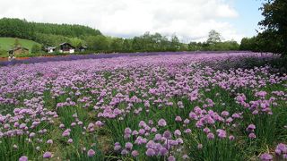 季節によって違う色のお花畑