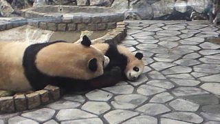 来世はパンダとして生まれるわ！