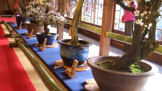 盆梅展といえば