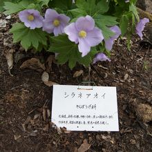 山野草が中心です