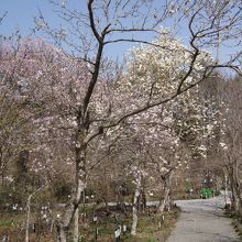 入り口入ってすぐ、まだサクラが見られました