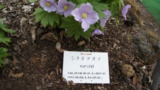 みどりの日に行くと