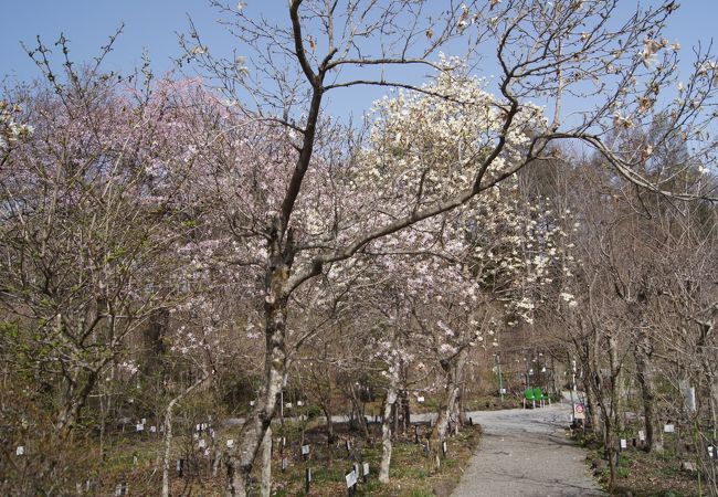 軽井沢町植物園 クチコミ アクセス 営業時間 軽井沢 フォートラベル