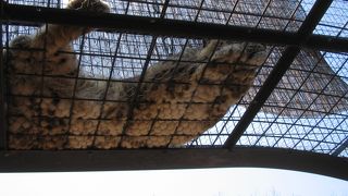 動物を金網下からも見れます。