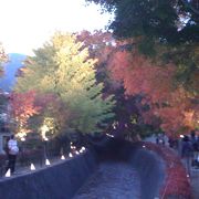 もみじだ、紅葉だ、河口湖紅葉祭り 綺麗です