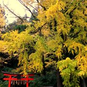 岩戸落葉神社　雨に濡れる大銀杏