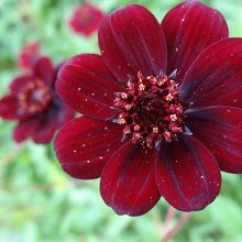 チョコレートコスモス