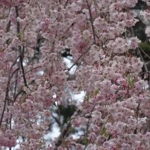桜の名所、ちょっとだけ残っていました。